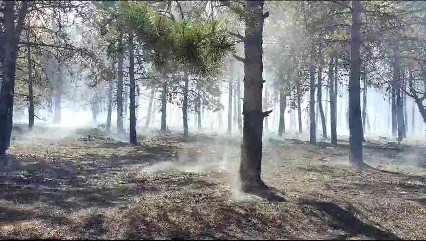 Tekirdağdaki Orman Yangını Kontrol Altına Alındı
