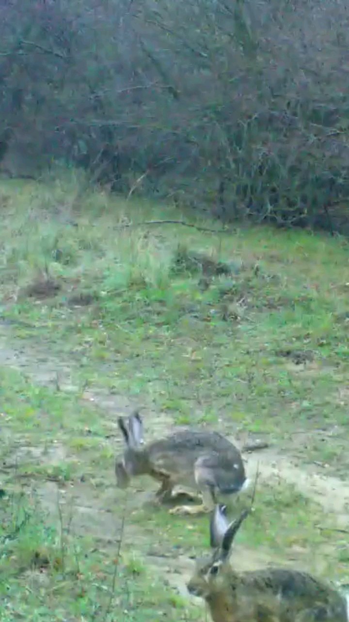 Fotokapanına Takılan İki Tavşan Gülümsetti