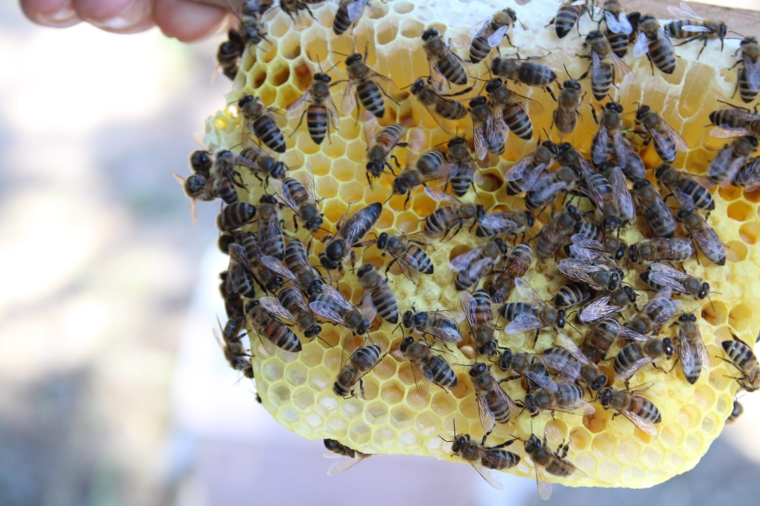 Arıcılara Kapatılan Bölgede Ana Arı Üretilecek