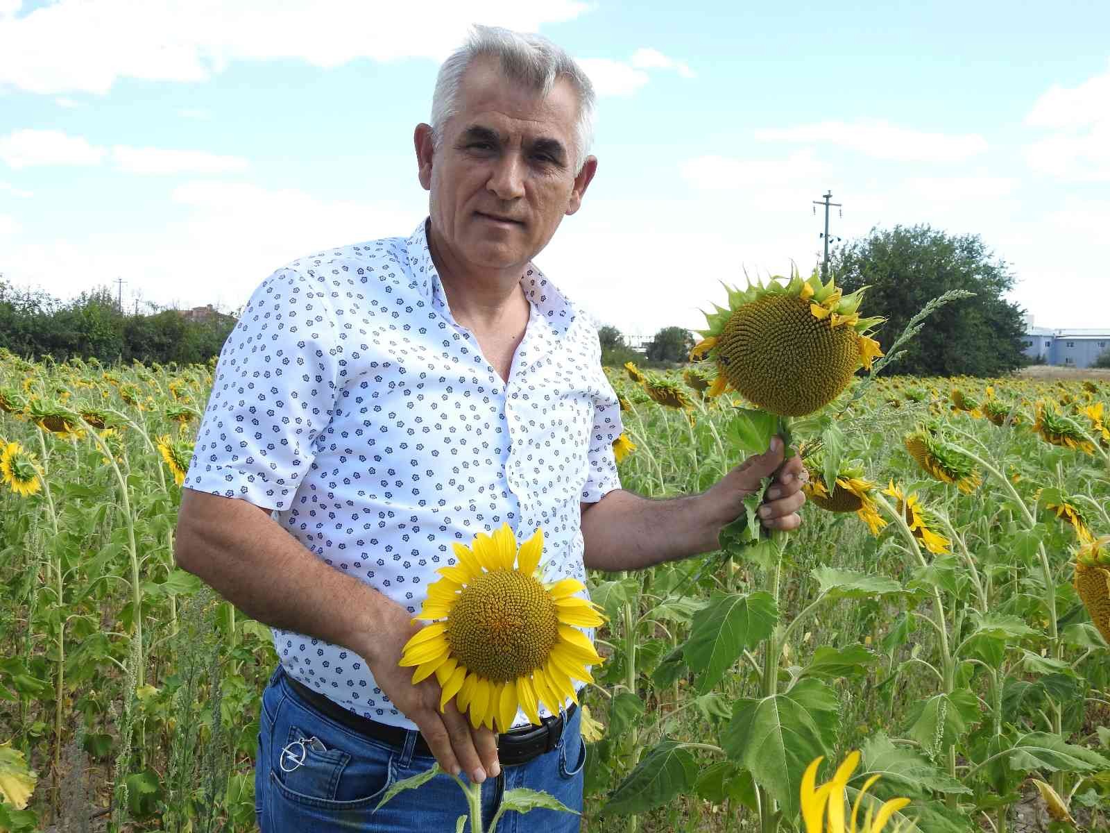 Ayie?i Hasad?na Haftalar Kala Prof. Dr. Kaya, Ye?il Ot Canavar? Diyerek Byk Tehlikeye Ve Verim Kayb?na Dikkat ekti