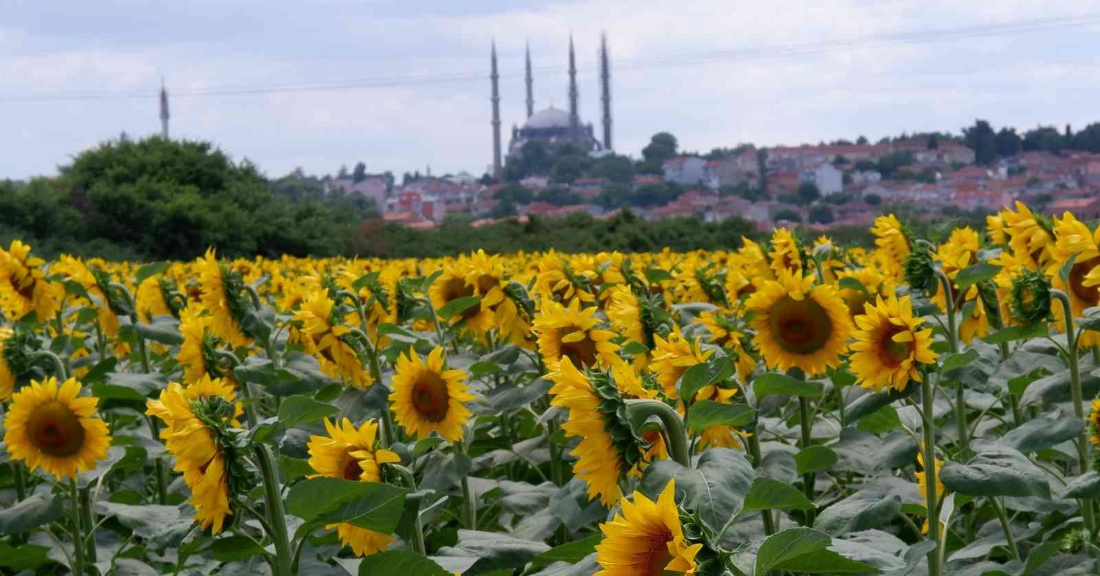 Ayçiçeğinde Son 10 Yılın En Yüksek Verimi Bekleniyor