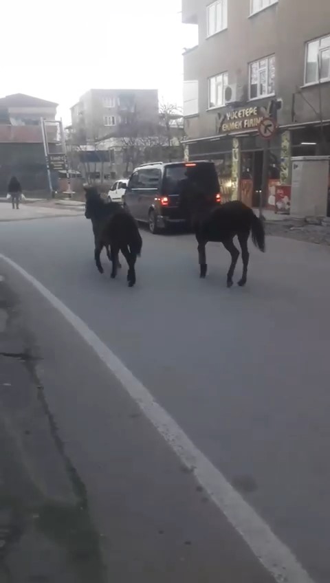 Bursada Başıboş Atlar Trafiğe Çıktı