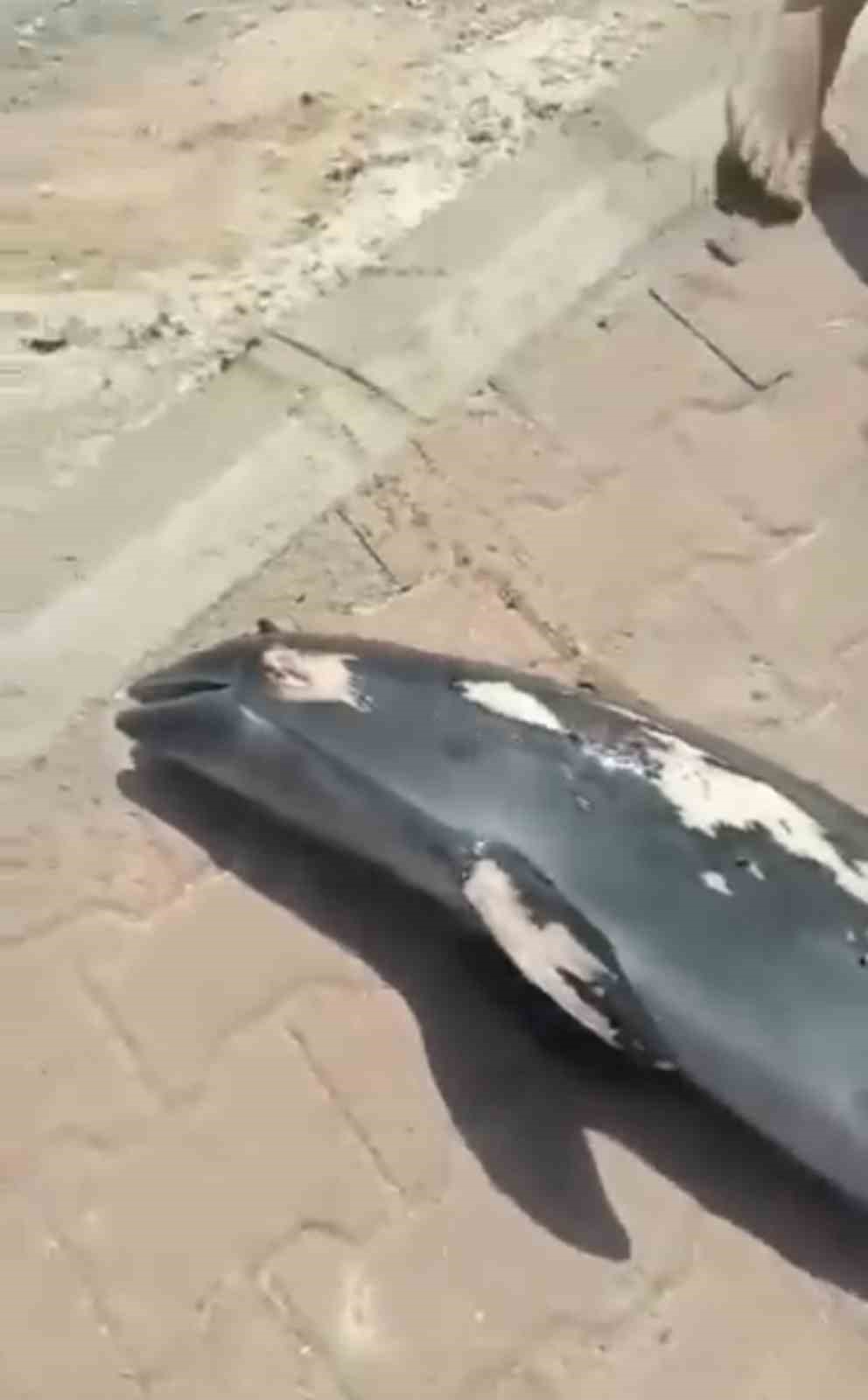 Bursada Denize Giren Çocuklar Ölü Yunus Balığı Buldu