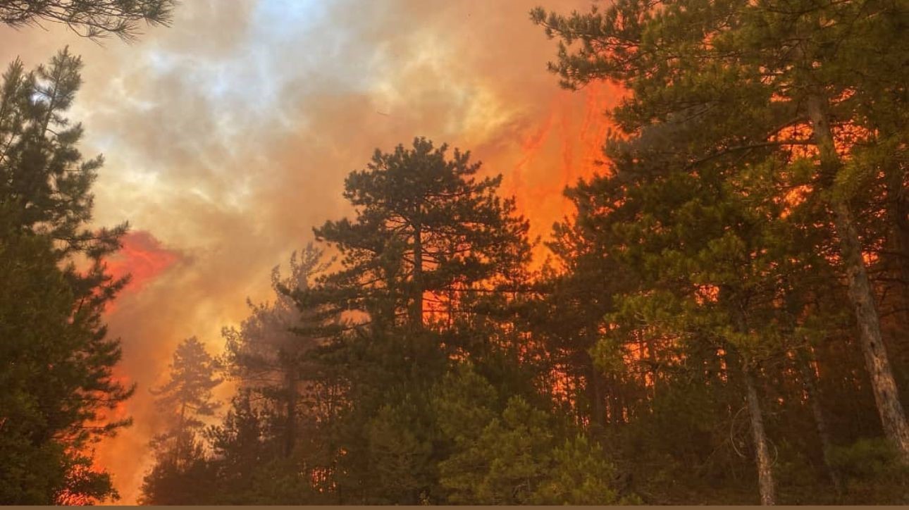 Bursadaki Orman Yangını 50 Dekarlık Alanda Etkili Oluyor