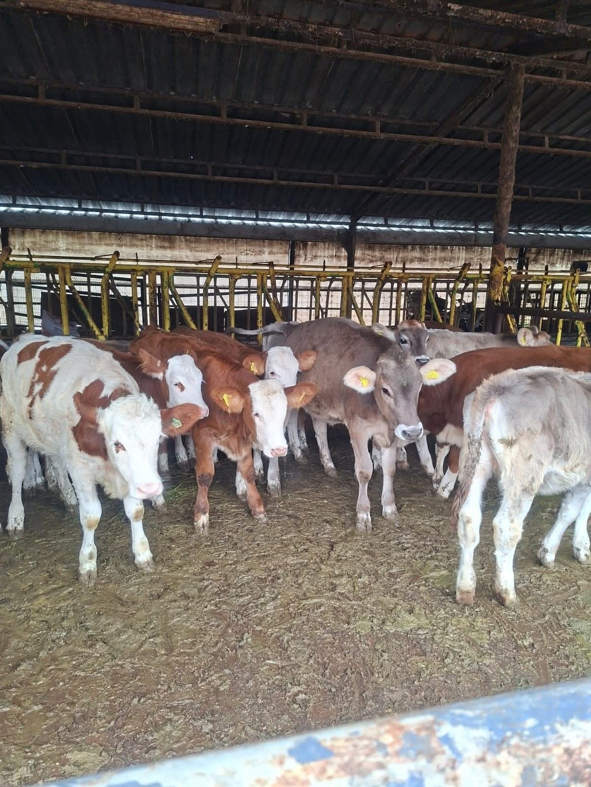 Buzağılara Brusella Aşısı Uygulandı