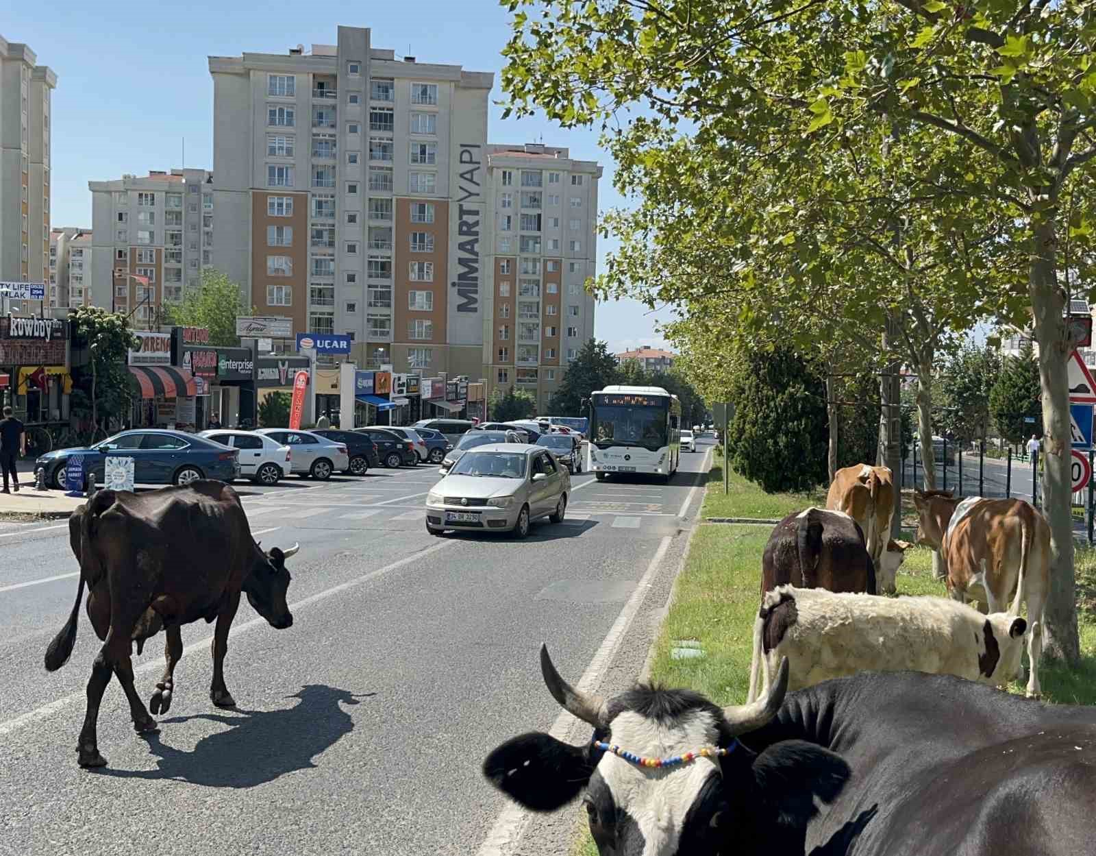 Çiftlikten Firar Eden İnek Sürüsü Şehir Merkezine İndi