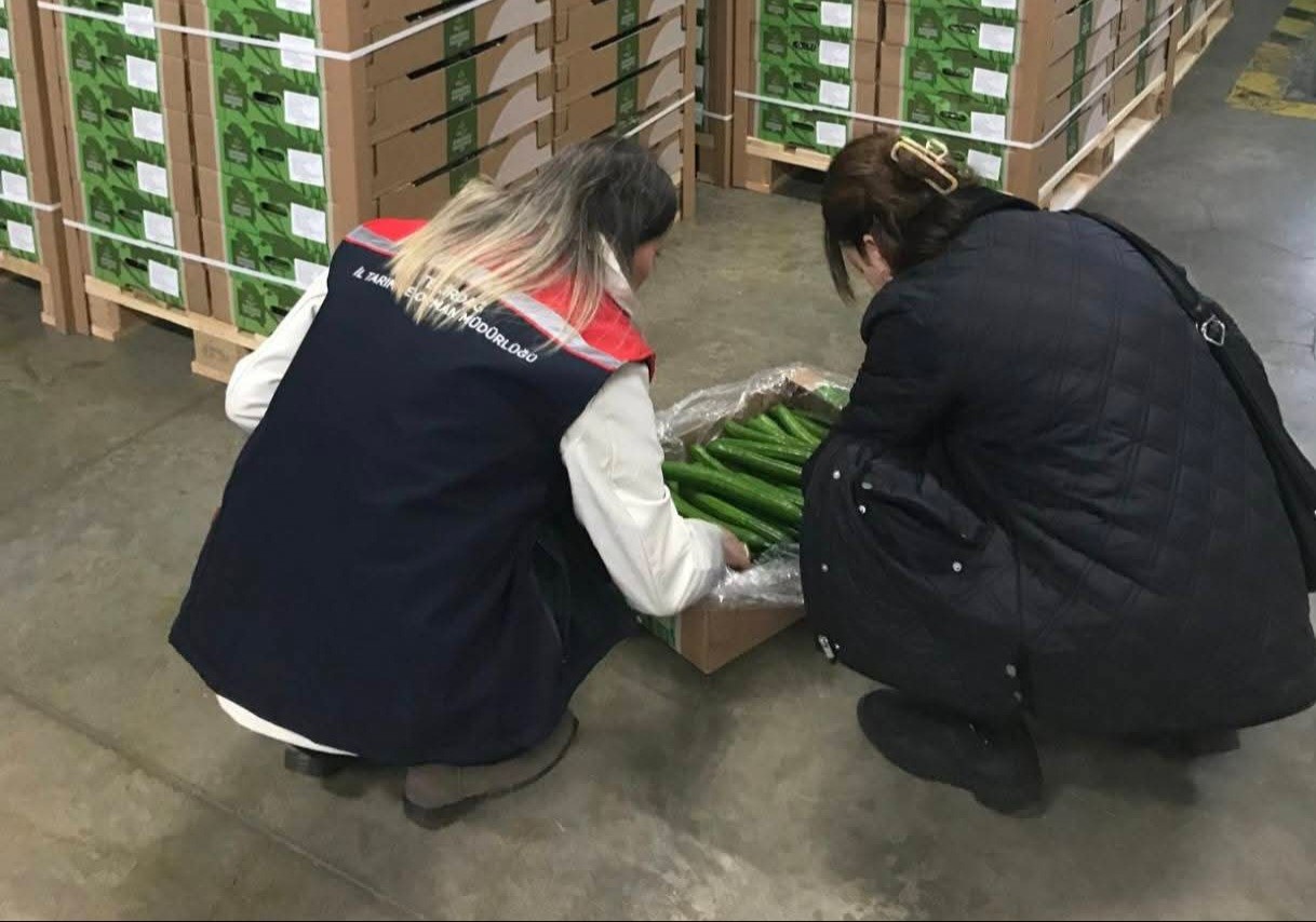 Çorludan Hollandaya Salatalık İhracatı