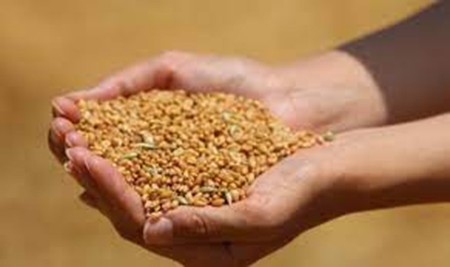  Buğday 4 Lira 079 Kuruştan Satıldı