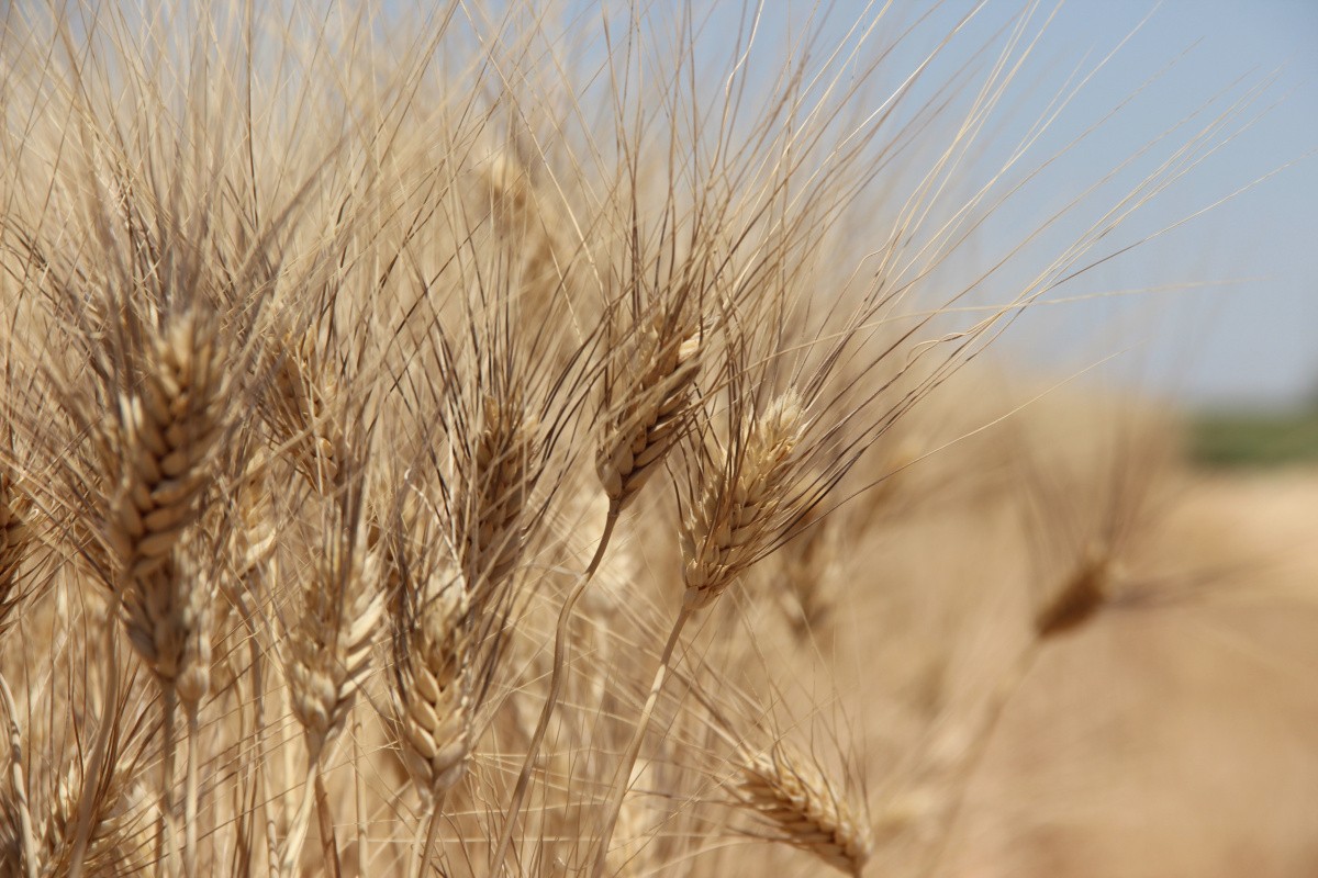 Edirnede Buğday 5 Lira 152 Kuruştan Satıldı