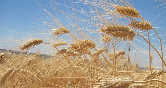 Edirnede Buğdayın Kilosu En Yüksek 5 Lira 483 Kuruştan Satıldı