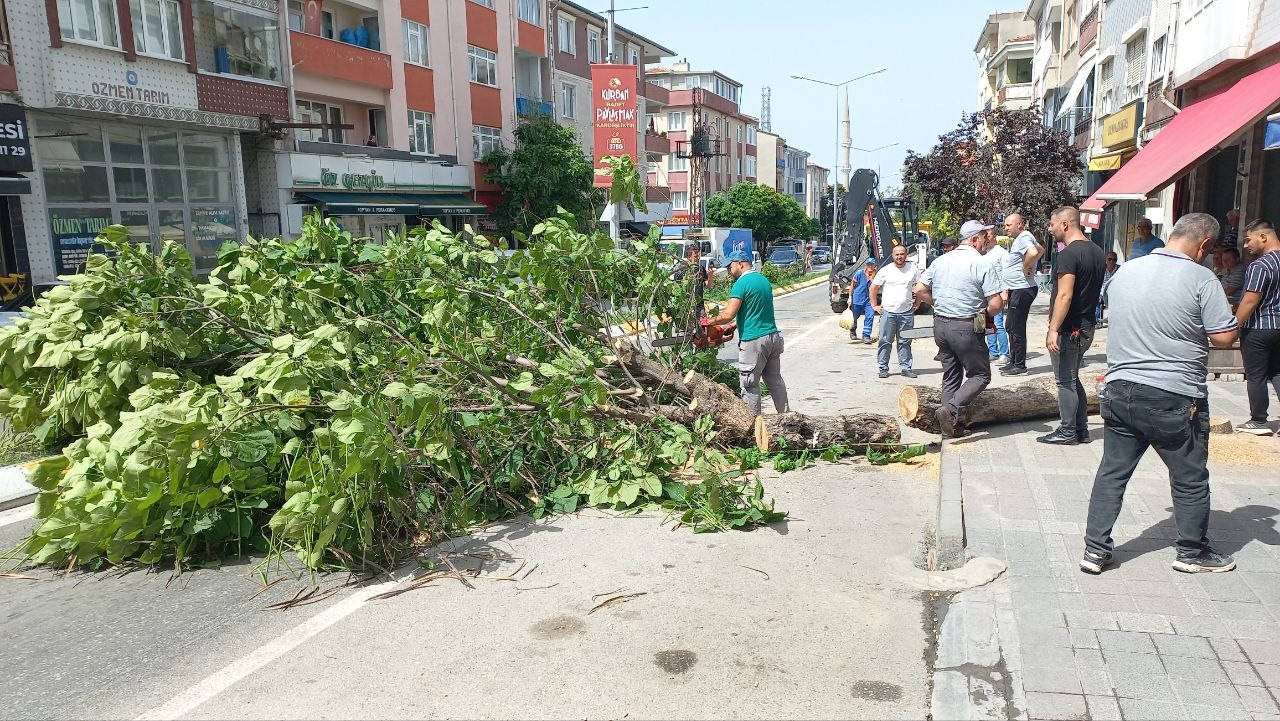 Edirnede Taksinin Üstüne Devrilen Ağaç 2 Saat Boyunca Trafiği Kapattı