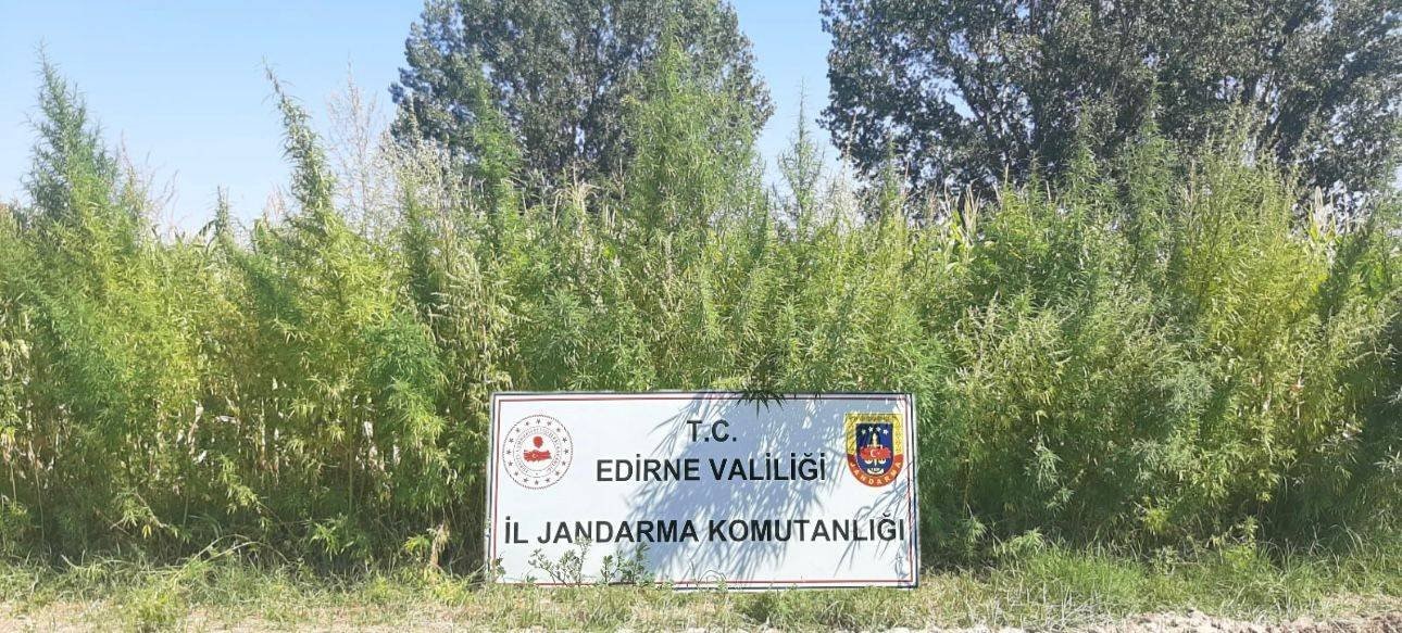 Edirnede Tarlada 159 Bin Kök Kenevir Ele Geçirildi