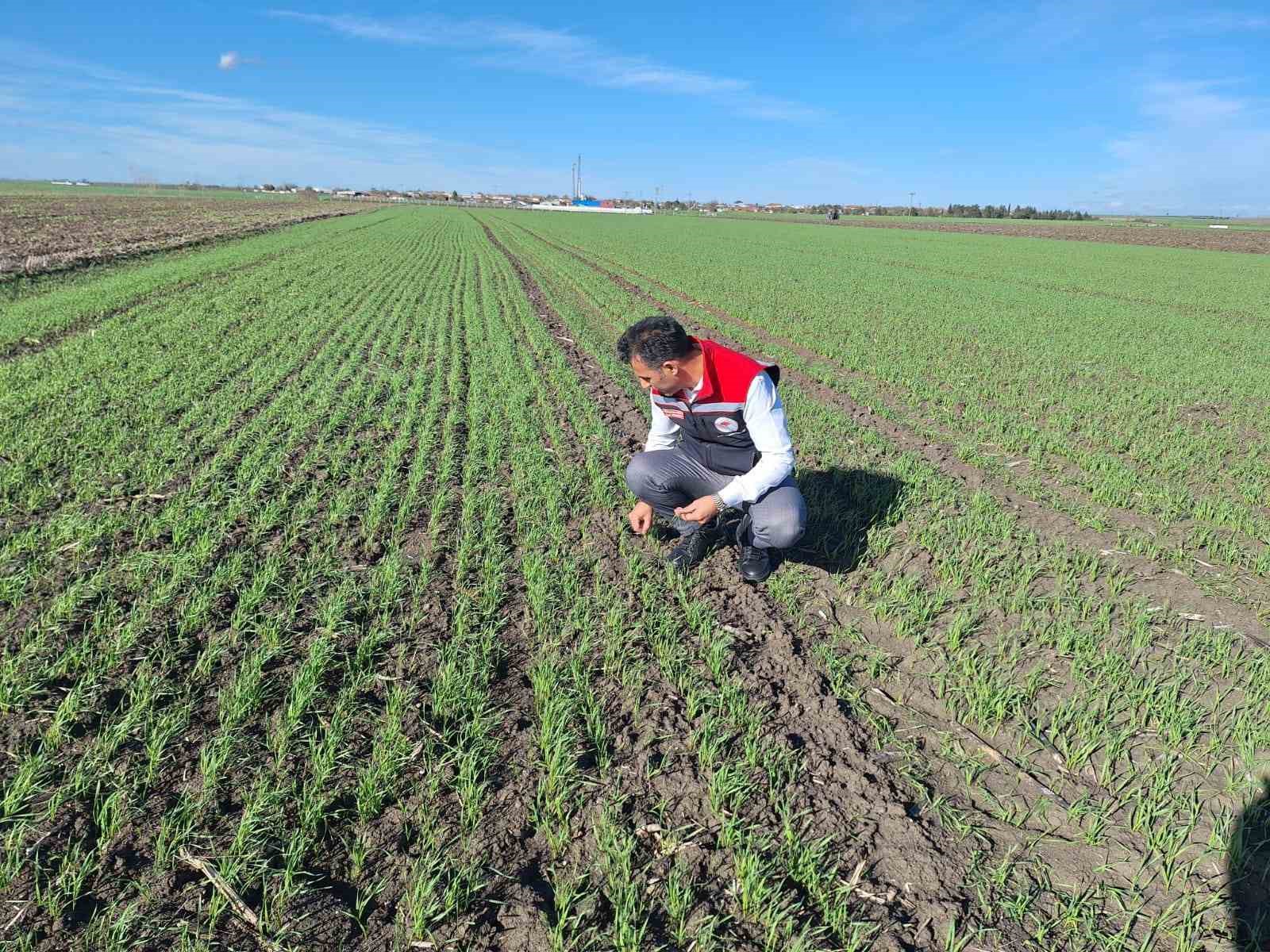 Hububat Tarlalarında Ekin Kambur Böceği Tehlikesi