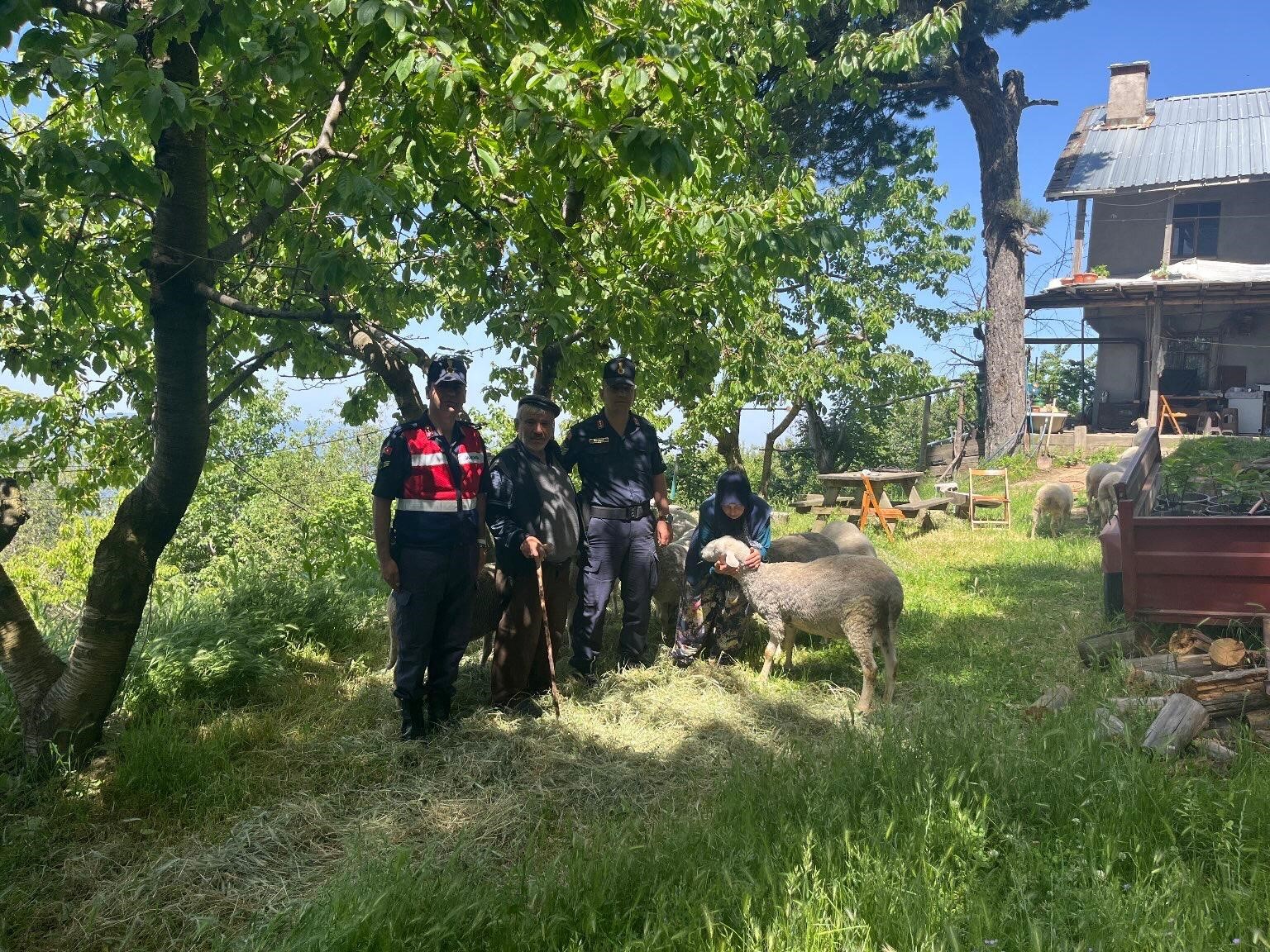 Kaybolan 16 Küçükbaş Hayvanı Jandarma Ekipleri Buldu