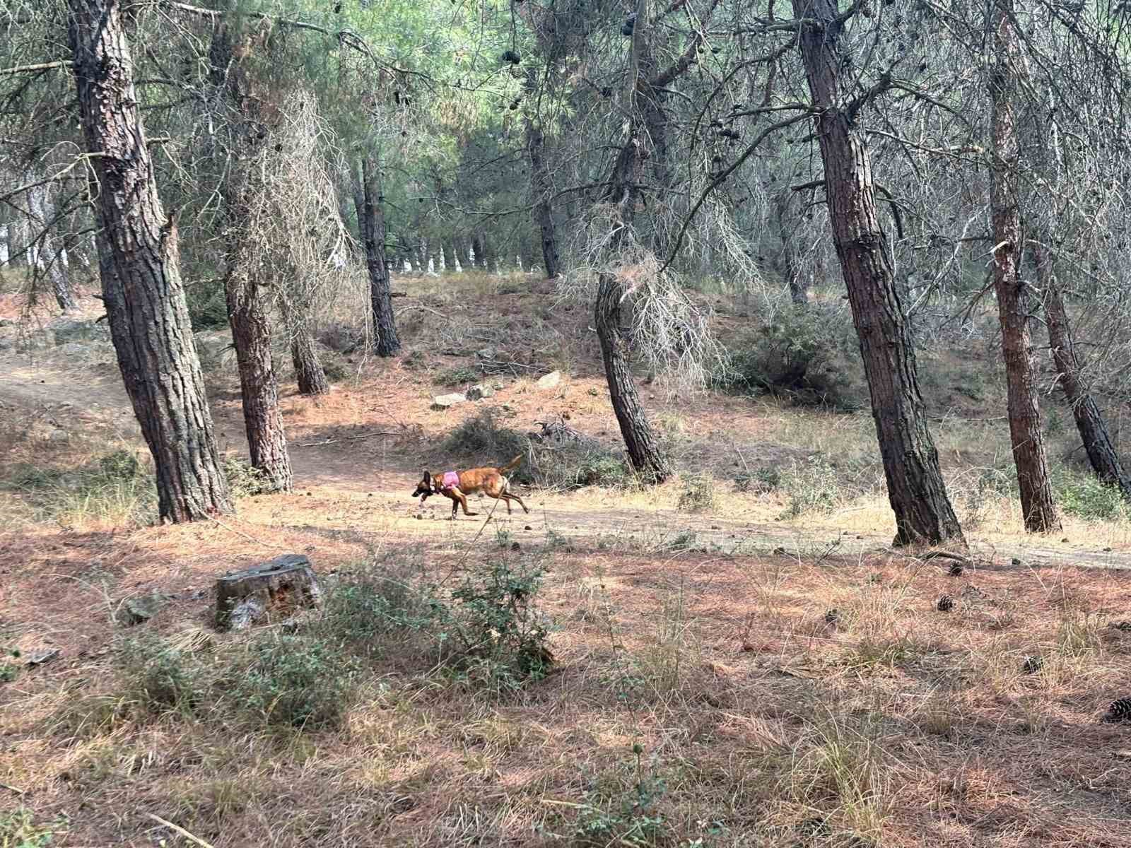 Kayıp Yaşlı Kadını Arama Çalışmalarına Özel Eğitimli Köpekler De Katıldı