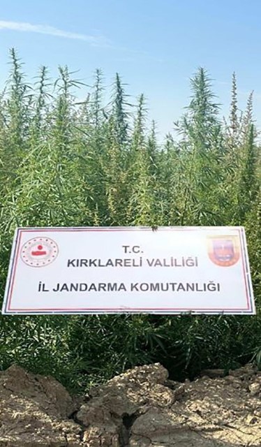 Kırklarelinde 102 Bin Kök Kenevir Ele Geçirildi