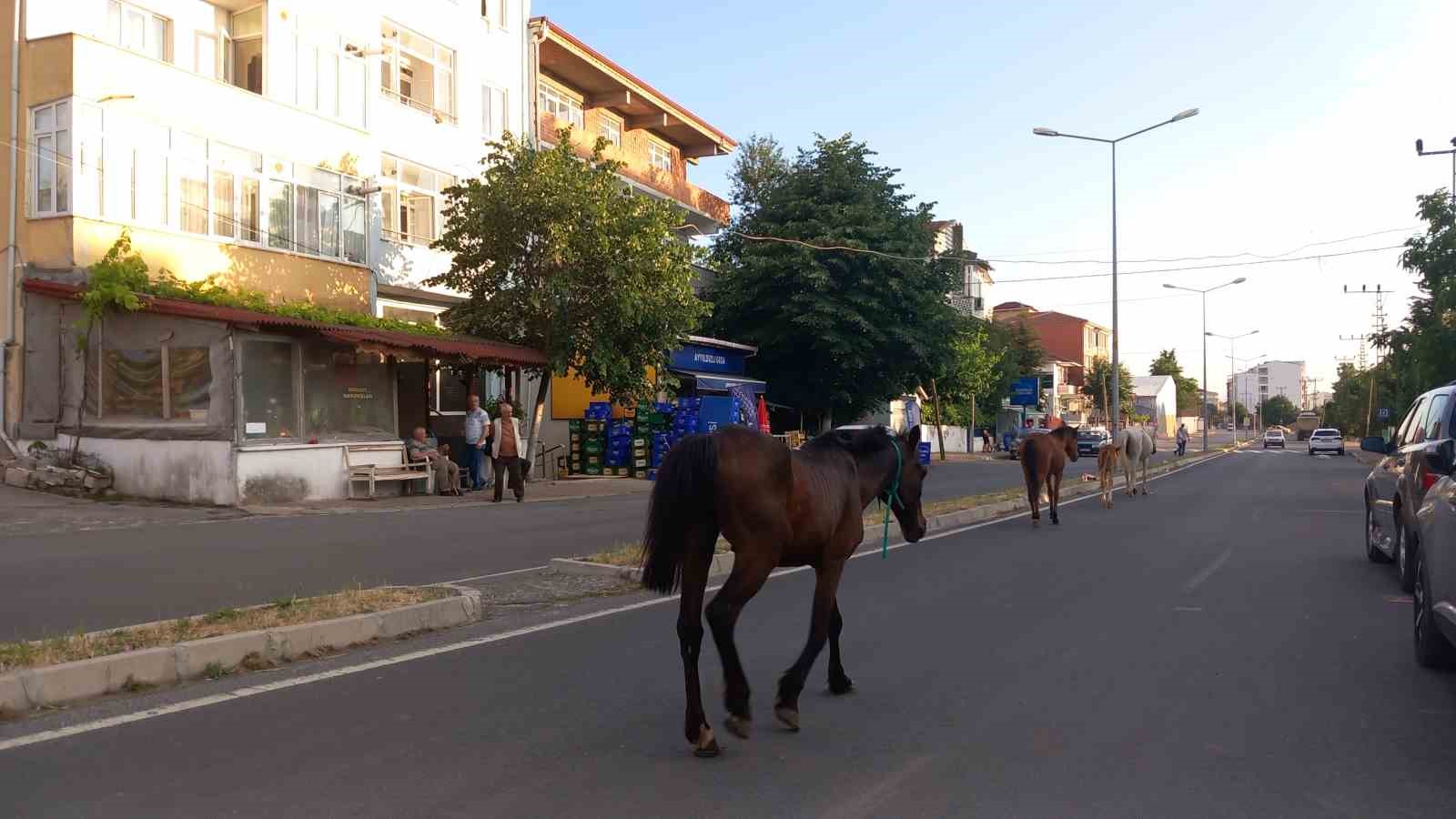 Kırklarelinde Başıboş Atlar Trafiği Tehlikeye Sokuyor