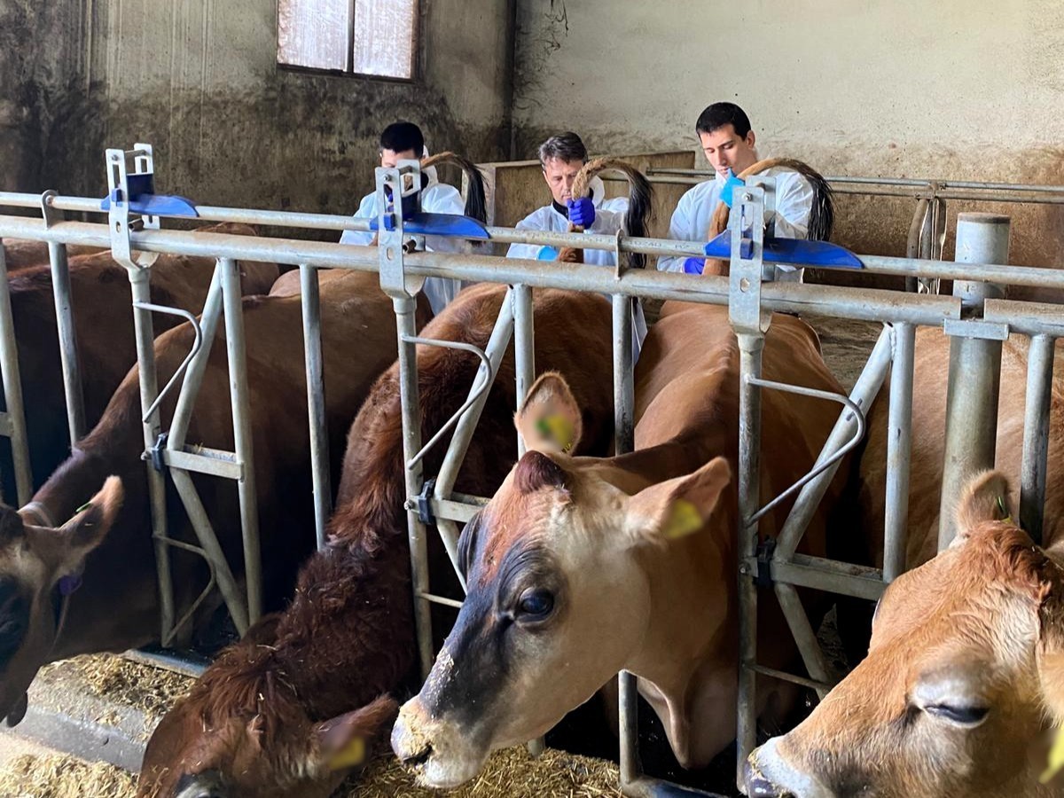 Kırklarelinde Büyükbaş Hayvan İşletmelerinde Hastalıktan Ari Kontrolleri