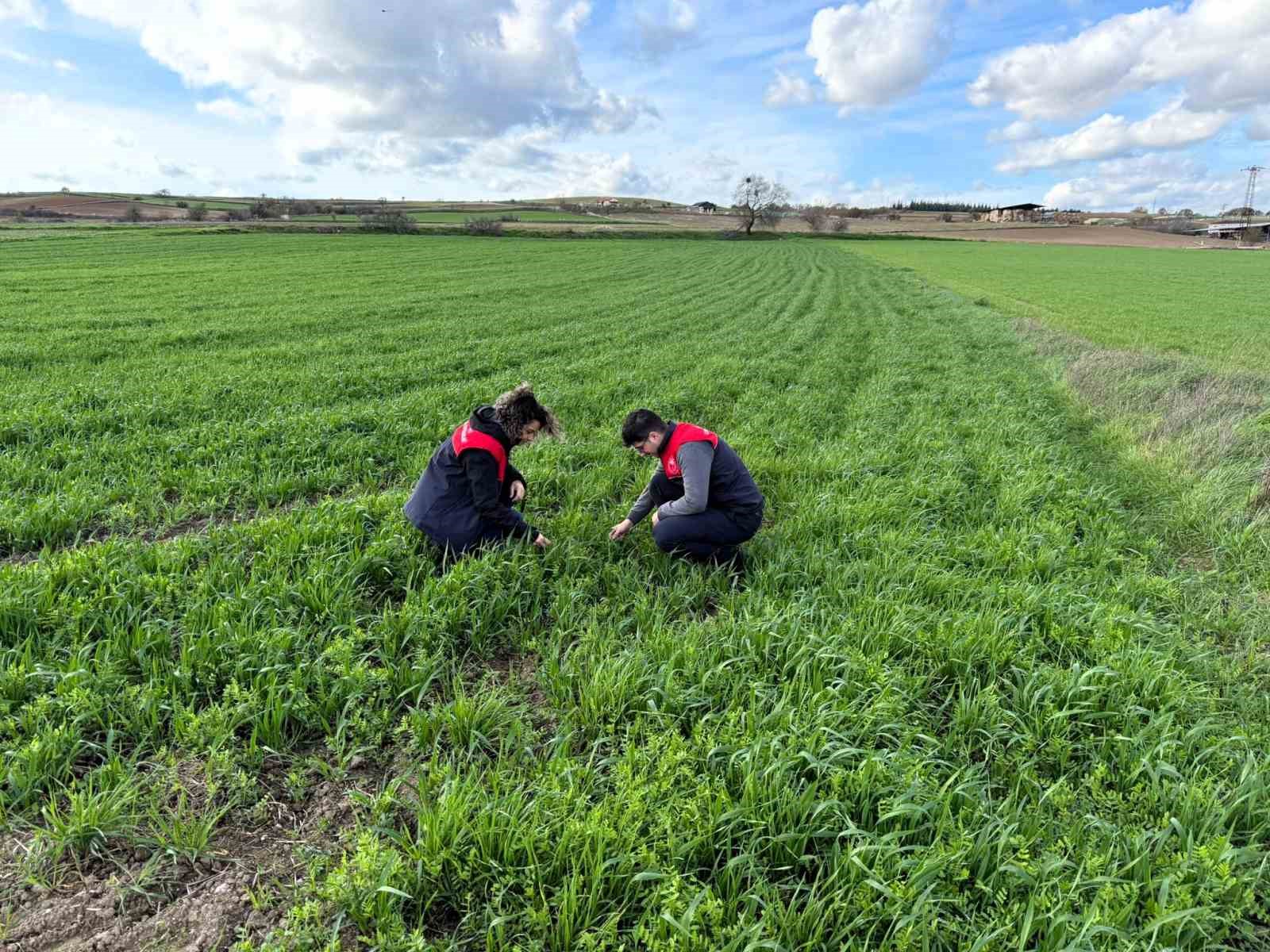 Kırklarelinde Tarlalara Ekilen Kuraklığa Dayanıklı Yem Bitkilerinin Kontrolleri Yapıldı