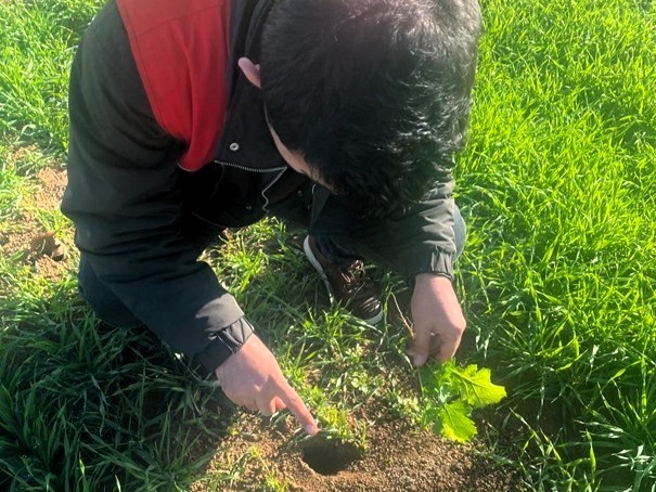 Kofçazda Tarla Faresine Karşı Etkin Mücadele: Tarım Arazilerinde Fare Tehdidi