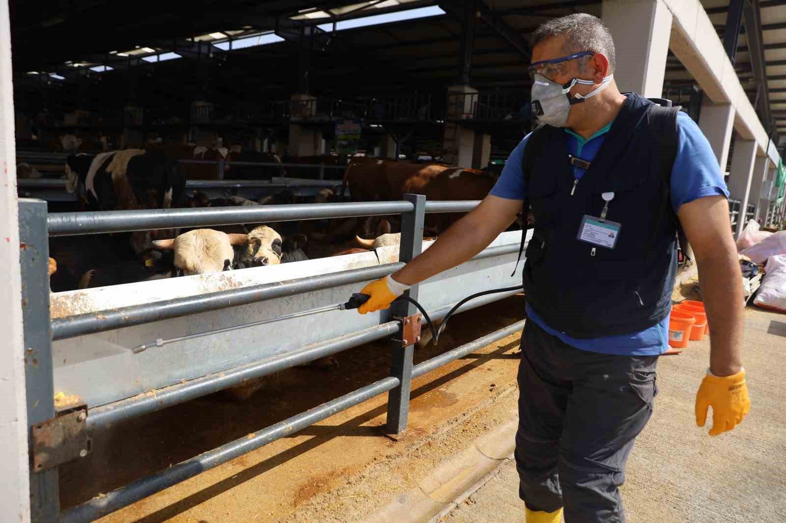 Kurban Pazarlarında Sinekle Mücadele Sürüyor