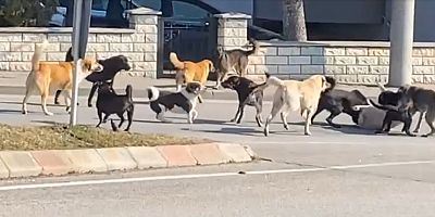 SÜRÜ HALİNDEKİ 15 KÖPEĞİN KAVGASI KORKUTTU