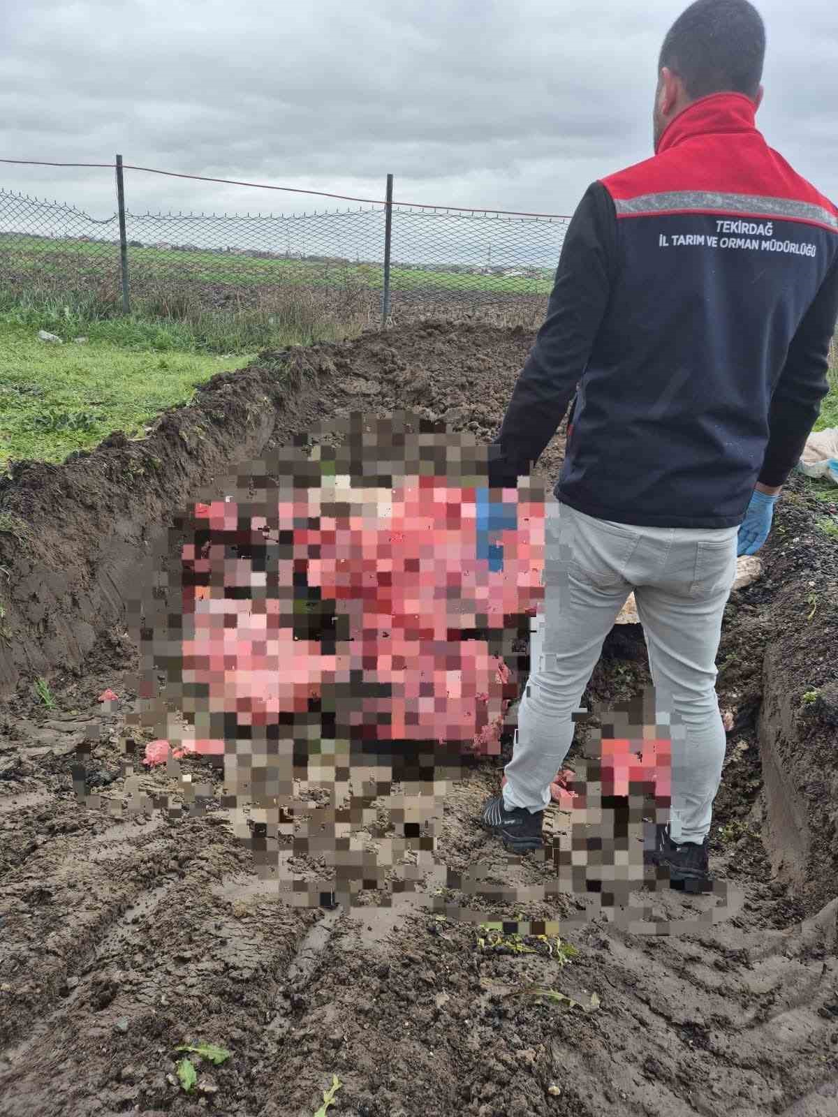 Tekirdağda 1 Ton Menşei Belirsiz Hayvansal Ürün İmha Edildi
