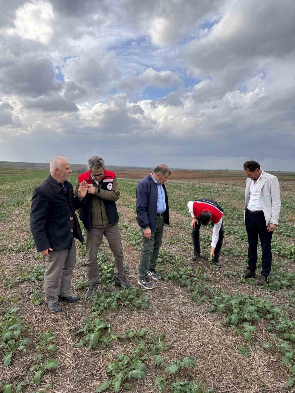 Tekirdağda Anıza Kanola Ekimi