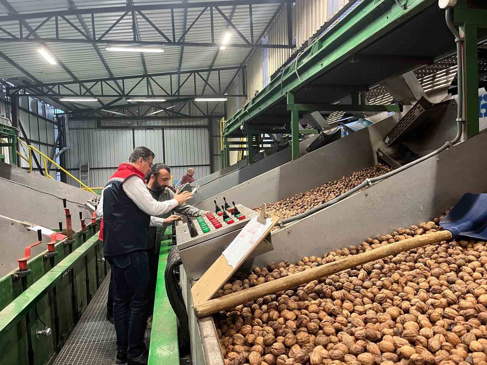 Tekirdağda Ceviz Ekim Alanları Genişliyor