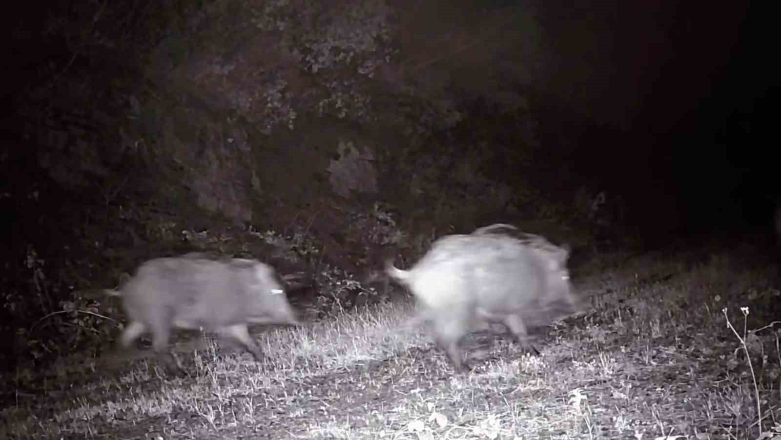 Tekirdağda Fotokapana Domuz Sürüsü Takıldı