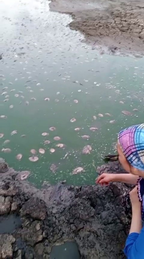 Tekirdağda Gölette Oksijen Azalması Nedeniyle Balık Ölümleri Yaşandı