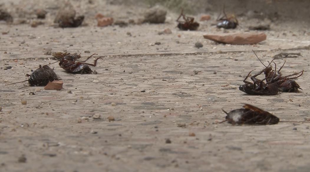 Tekirdağda Hamam Böceği İstilası: Gündüz Ölü Taklidi Yapıyorlar Gece Evlere Dadanıyorlar