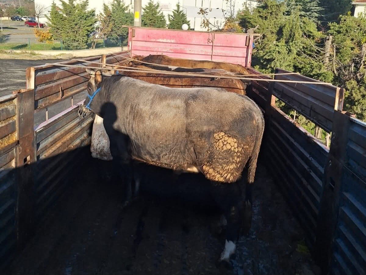 Tekirdağda Kaçak Hayvan Sevkiyatına 102 Bin Lira Ceza