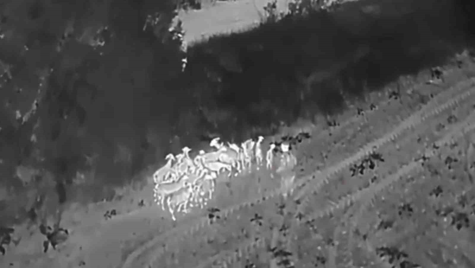 Tekirdağda Kaybolan 27 Küçükbaş Termal Dronla Bulundu