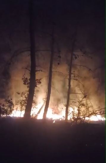 Tekirdağda Korkutan Orman Yangını