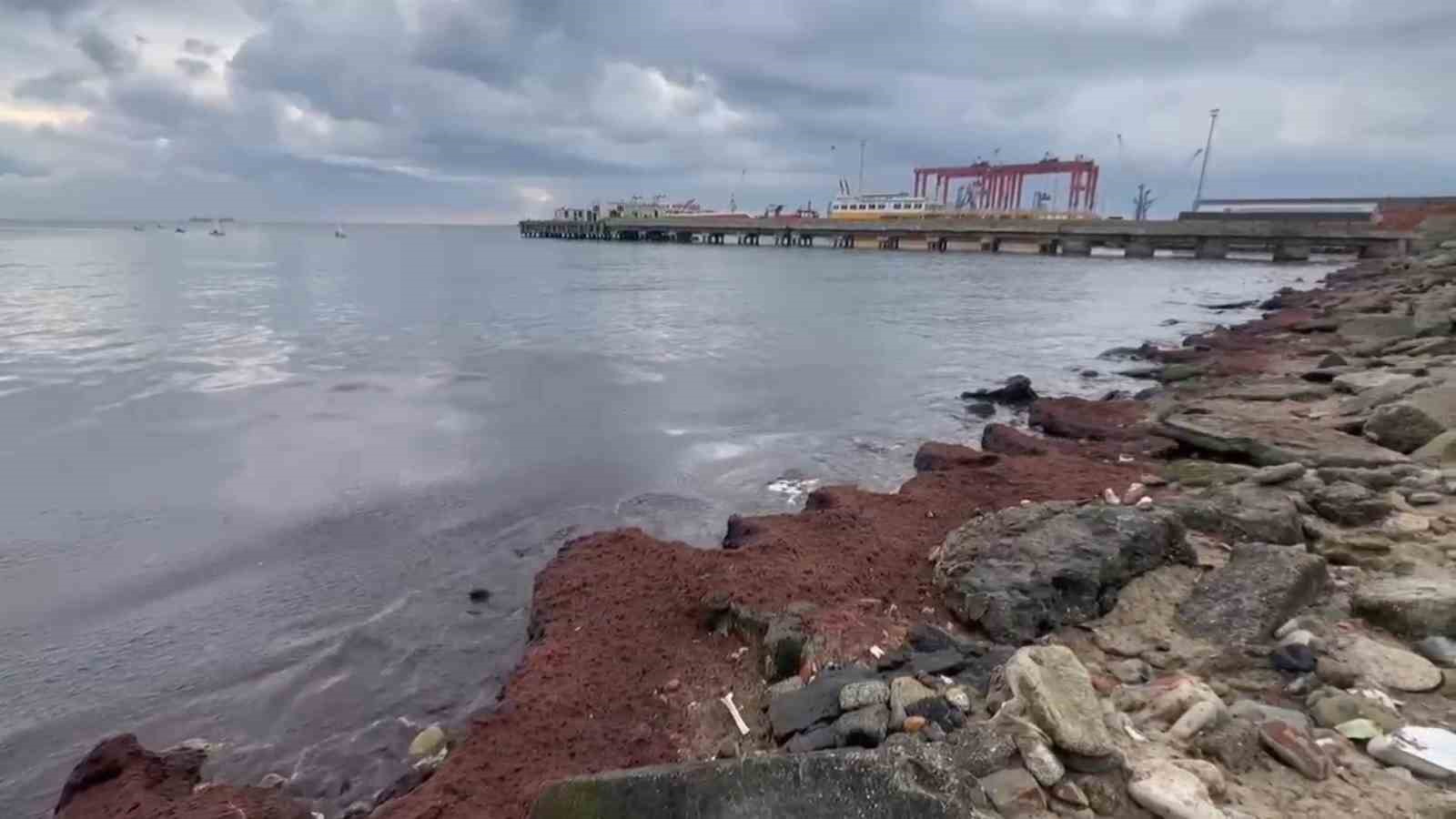 Tekirdağda Kuvvetli Rüzgar Sahili Kırmızı Yosunla Kapladı