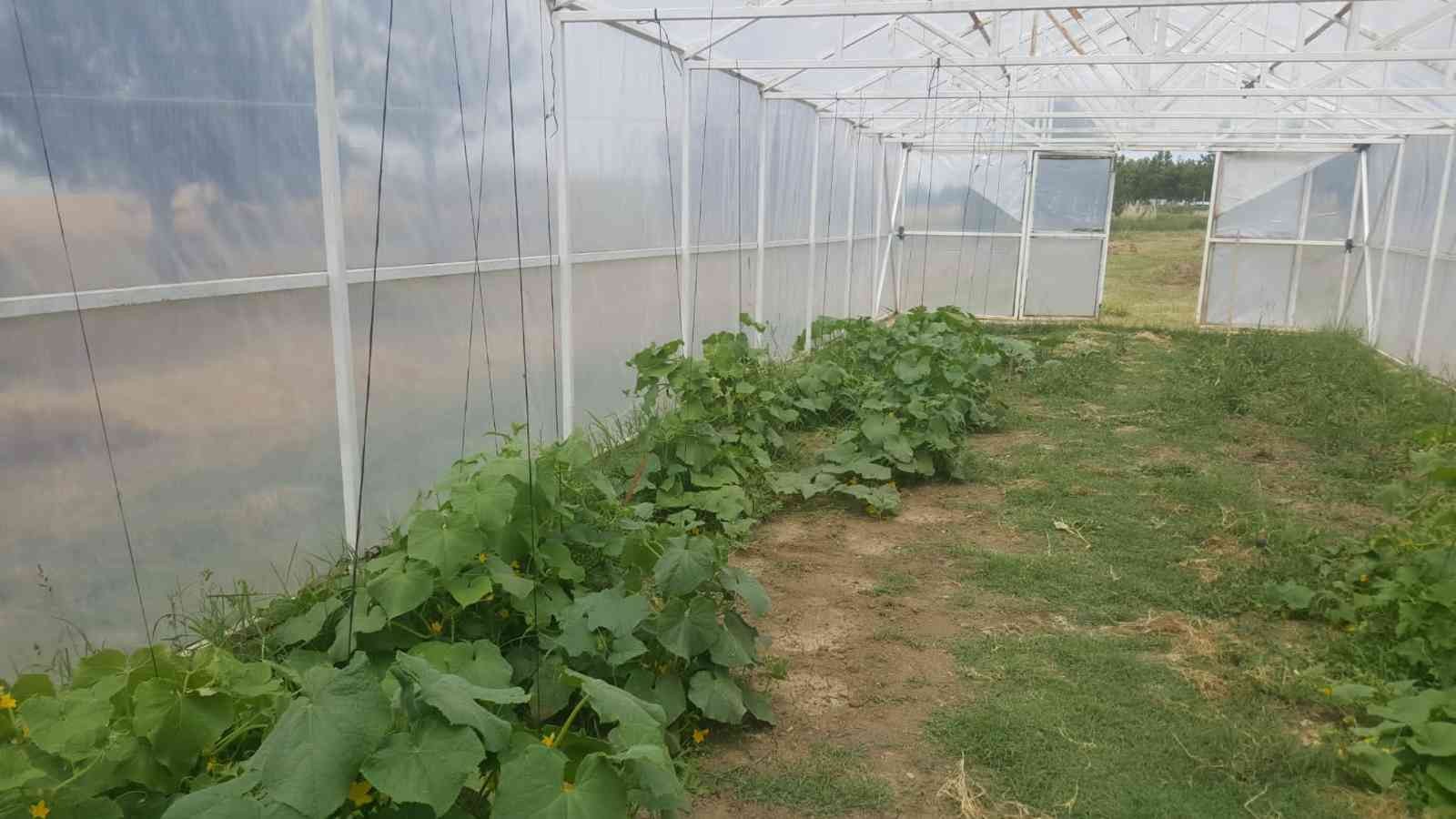 Tekirdağda Öğrenciler Organik Sebze Ve Meyve Yetiştiriyor