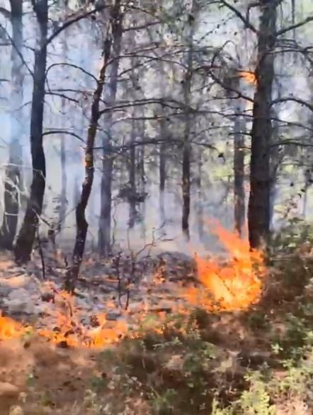 Tekirdağda Orman Yangını Kontrol Altına Alındı