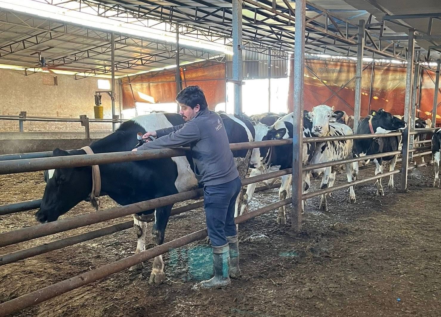 Tekirdağda Şap Aşısı Çalışmaları Aralıksız Sürüyor