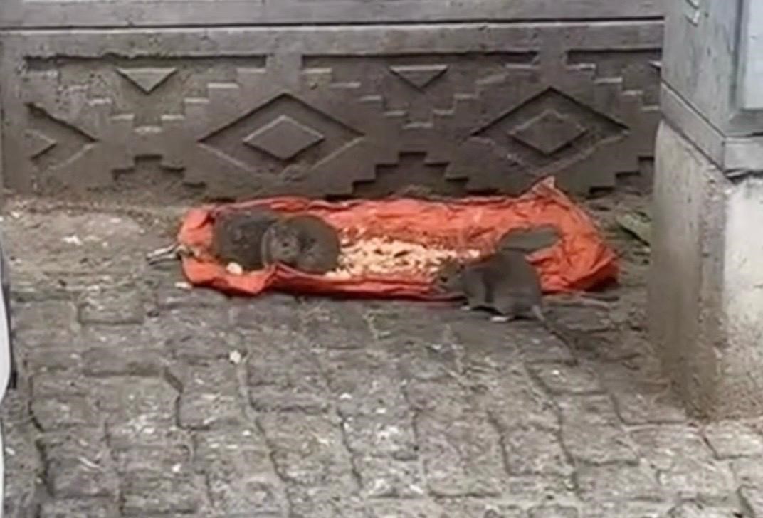 Tekirdağda Vatandaşlar Tedirgin: Fareler Sokakları Bastı