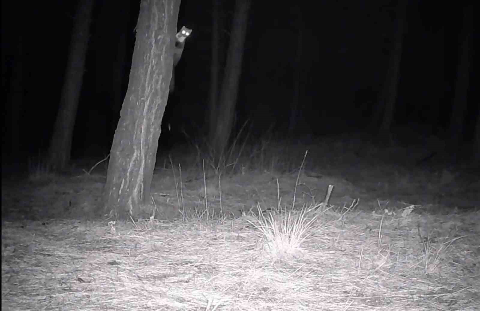 Tekirdağda Yaban Hayatı Fotokapanlarla Görüntülendi
