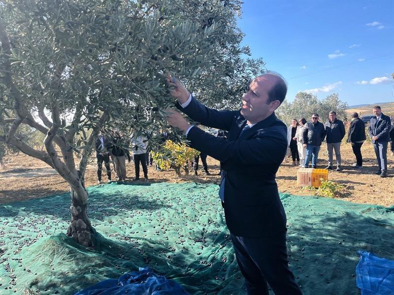 Tekirdağda Zeytin Hasadı Etkinliği