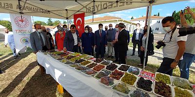 Türkiye’nin bağcılık merkezinde bağbozumu etkinliği