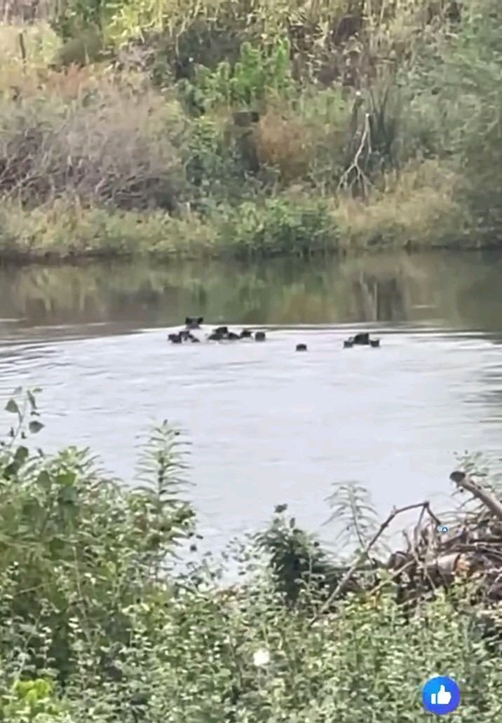 Yaban Domuzları Meriç Nehri Üzerinden Yunanistana Geçti