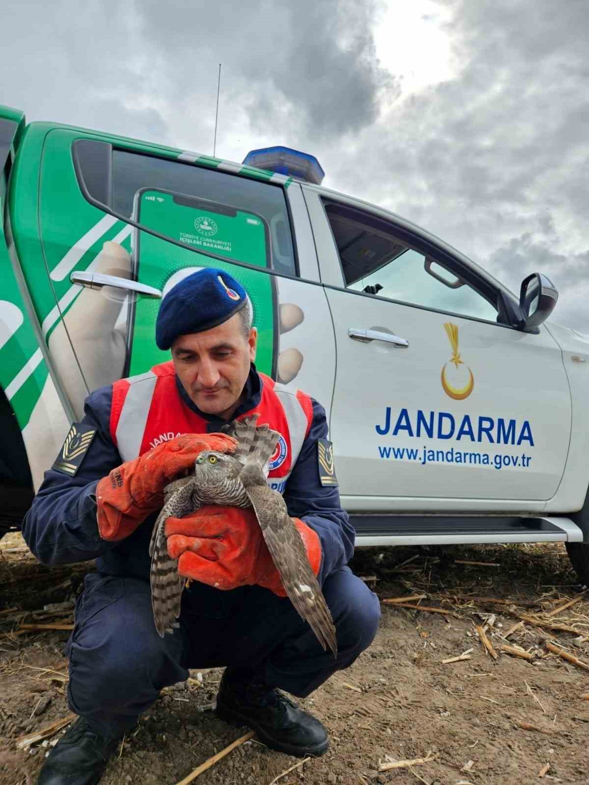 Yaralı Şahin Tedavi Altına Alında