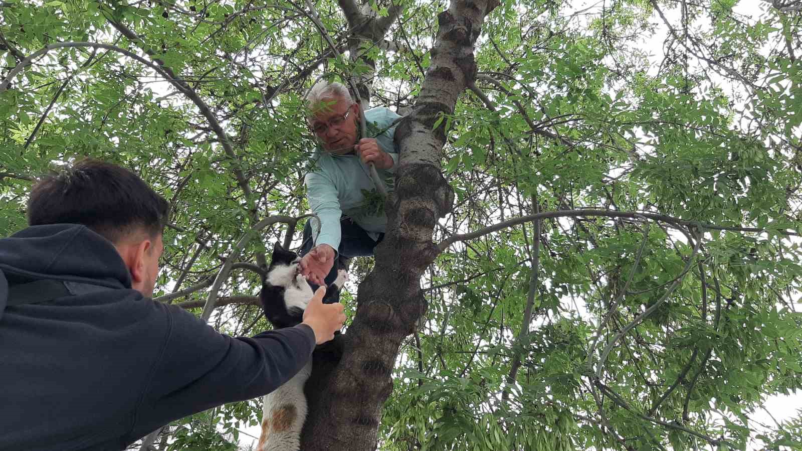 Yavru Kediyi Annesine Kavuşturmak İçin Hayatını Hiçe Sayarak Ağaca Tırmandı