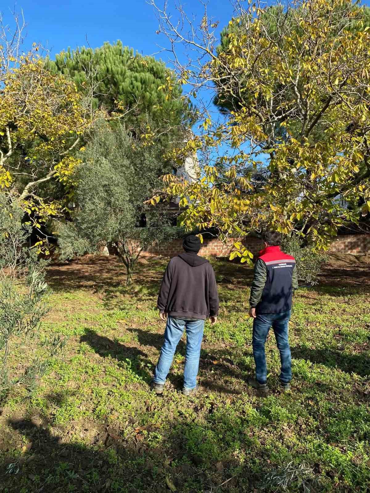 Tekirdağda Ceviz Bahçesinde Hastalık Ve Zararlı Kontrolü Yapıldı