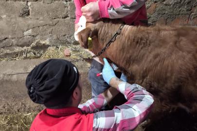 Edirne’de şap hastalığına karşı çalışmalar sürüyor