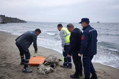Tekirdağ'da ölü caretta caretta kıyıya vurdu