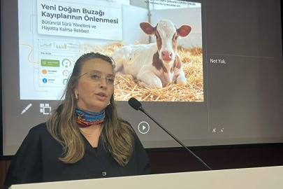 Dr. Canikli: Sağlıklı buzağı istiyorsak, anneyi doğru beslememiz lazım